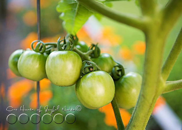 007_cherry-tomatoes-on-vine