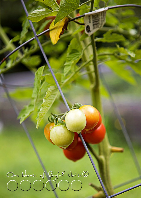 008_cherry-tomatoes-on-vine