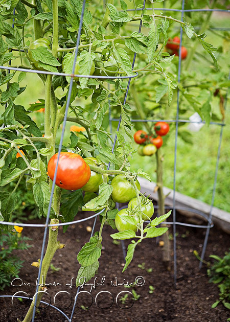 011_tomato-gardening