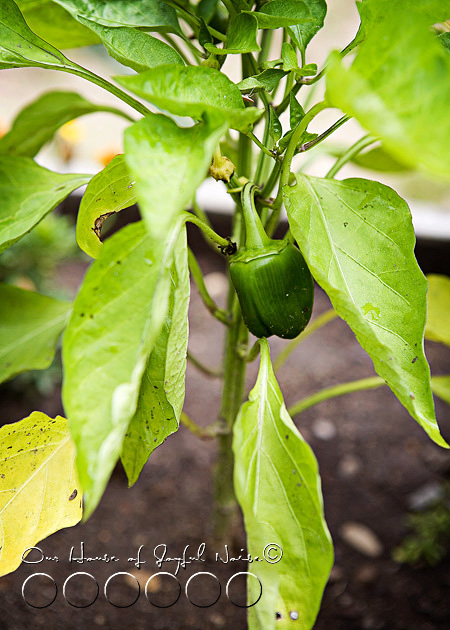 012_green-bell-pepper-plant
