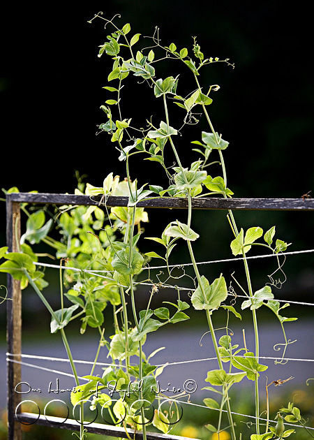 013_sugar-snap-pea-trellis