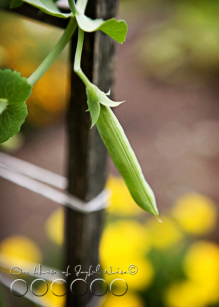 016_sugar-snap-pea