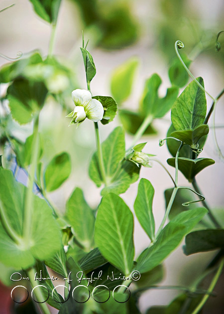 snap peas flower