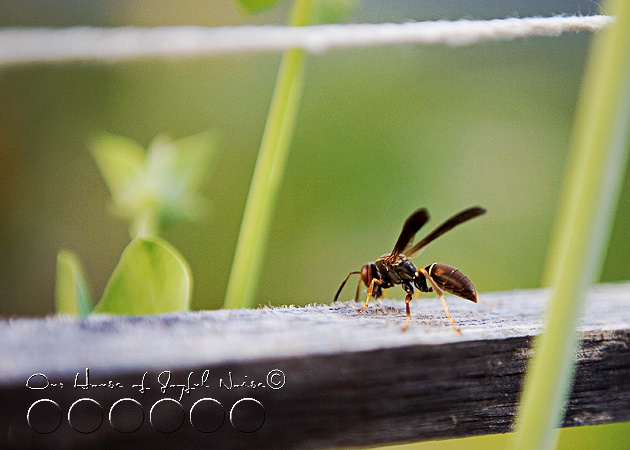 018_hornet-on-wood1