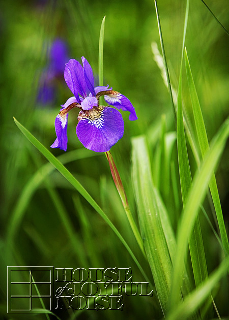 003_iris-flowers