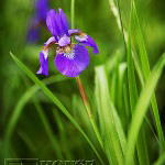 003_iris-flowers-150x150
