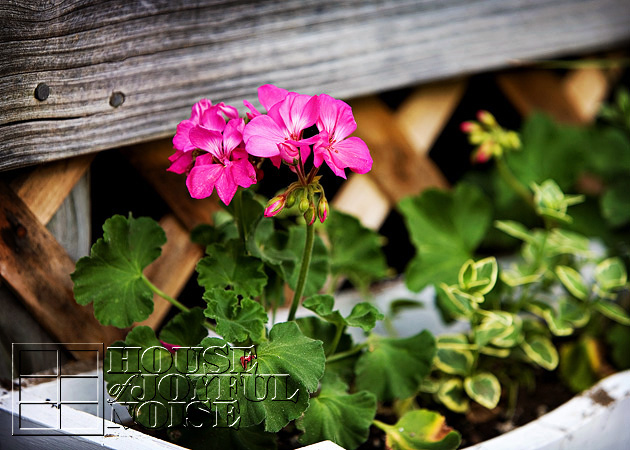 004_geranium-flowers