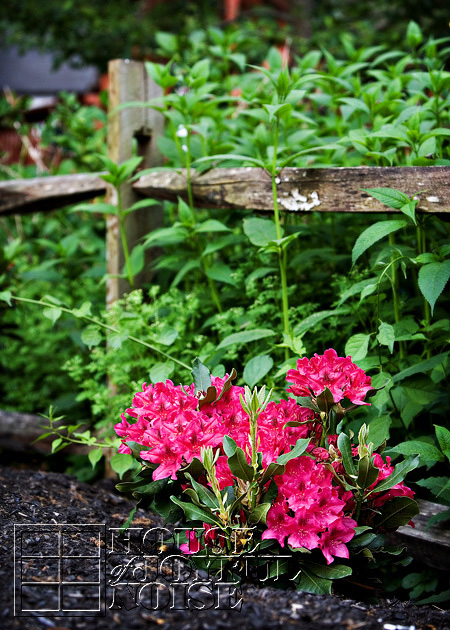 006_azaleias-flowering-bush