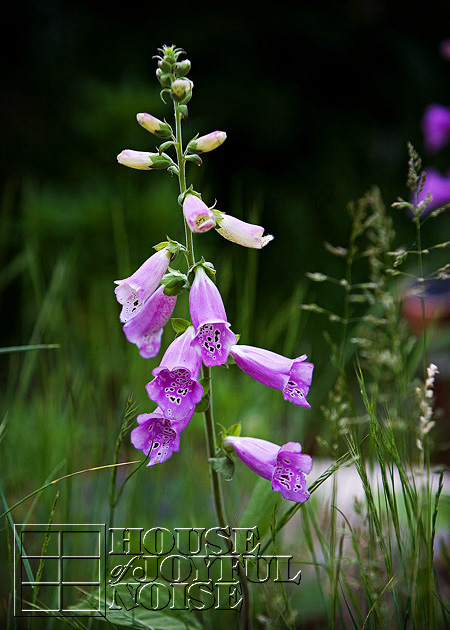 008_foxglove-flowers