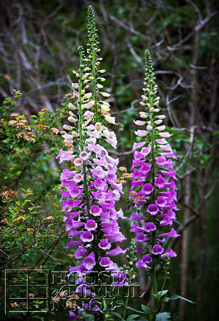 009_foxglove-flowers