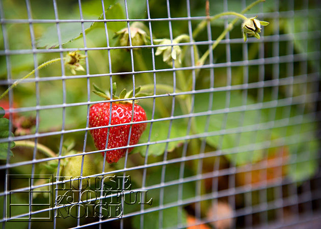Growing Strawberries, use Straw to protect the fruit. Why we put