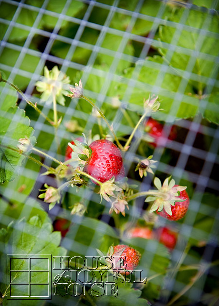 lessons-learned-growing-strawberries-2