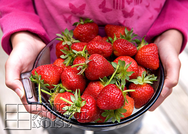 lessons-learned-growing-strawberries-3