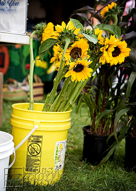 010_sunflowers-in-bucket