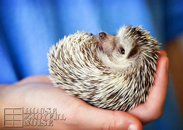 Hedgehog petsmart sale