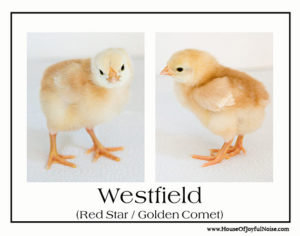 variety of chick chicken breeds photos