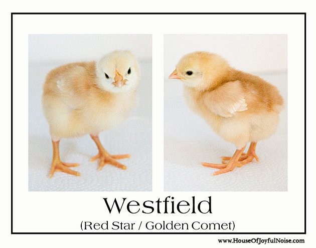 red star chickens