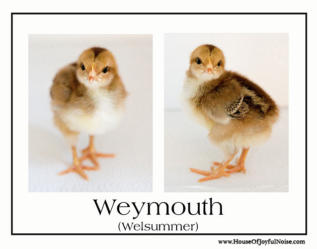 welsummer chick