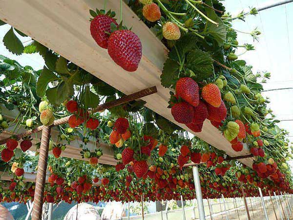 Growing strawberries in the home garden