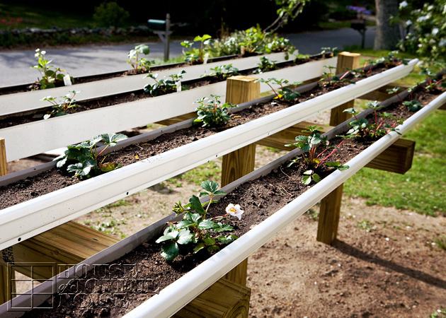 Gardening FAIL: Growing Strawberry Plants in Rain Gutters