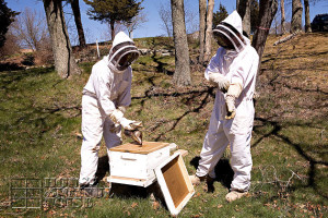 beekeeping