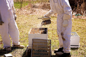 beekeeping