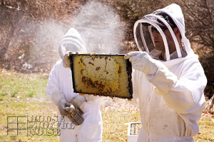 beekeeping