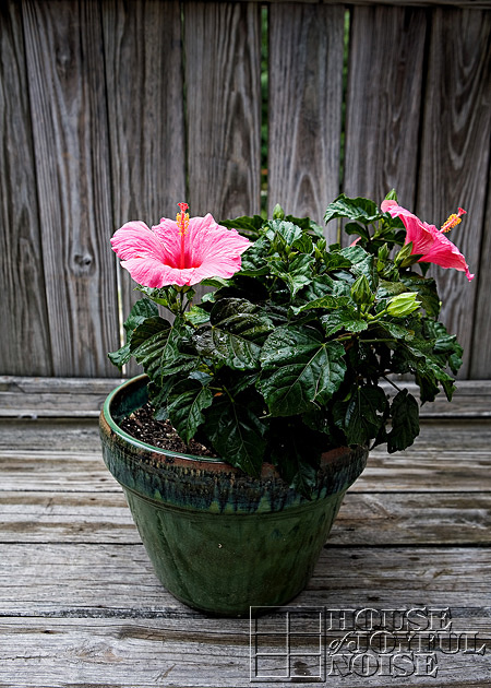 Tropical Hibiscus