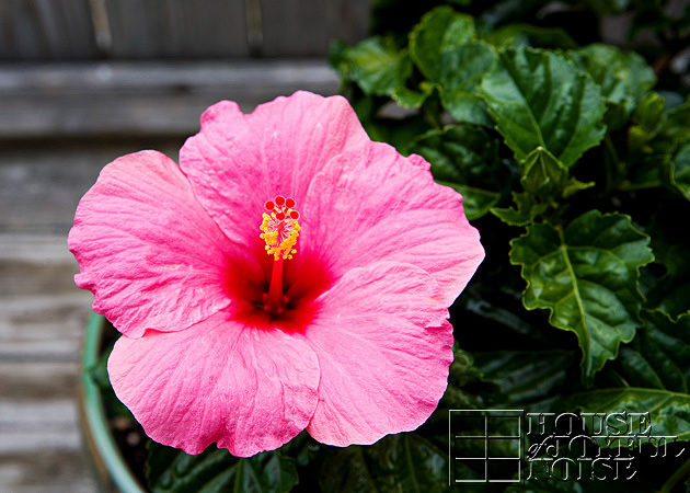 Tropical Hibiscus bloom