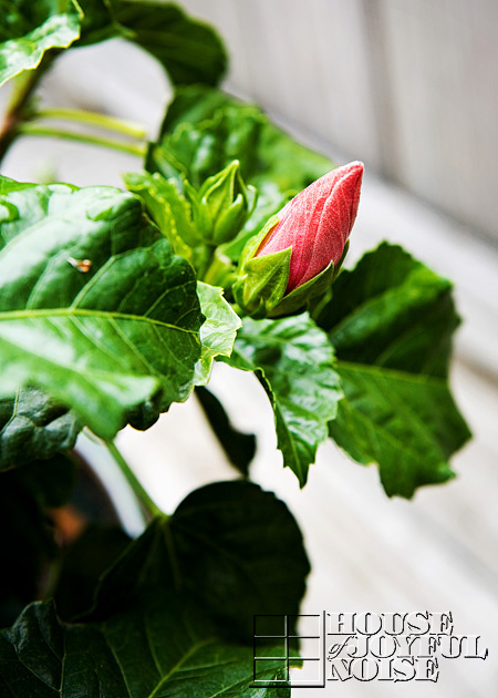 Tropical Hibiscus bud