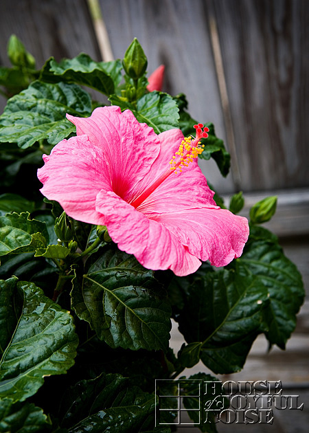 Tropical Hibiscus bloom