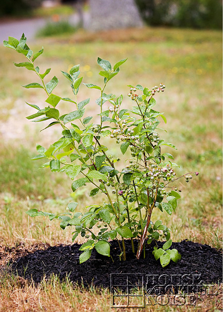 Blueberry bush