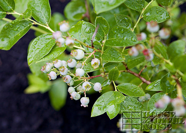 Blueberry bush