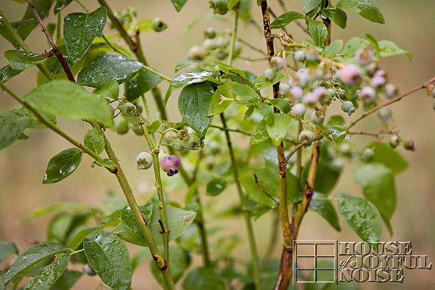 Blueberry bush