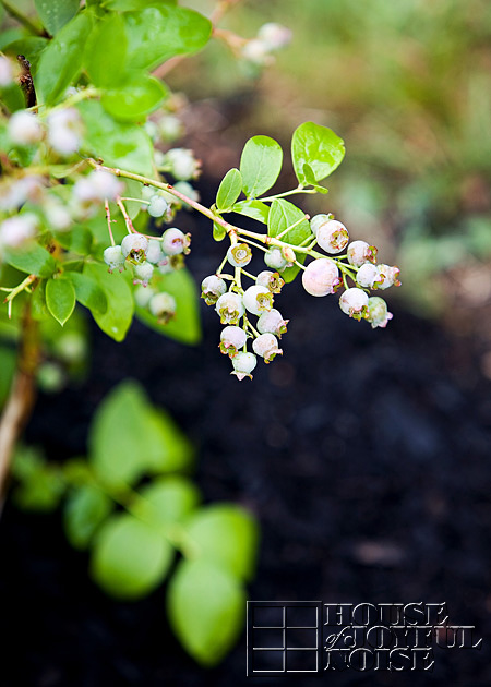 Blueberry bush