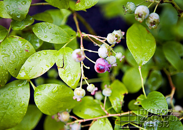 Blueberry bush