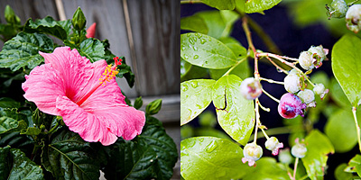 Hibiscus-and-blueberry-bush