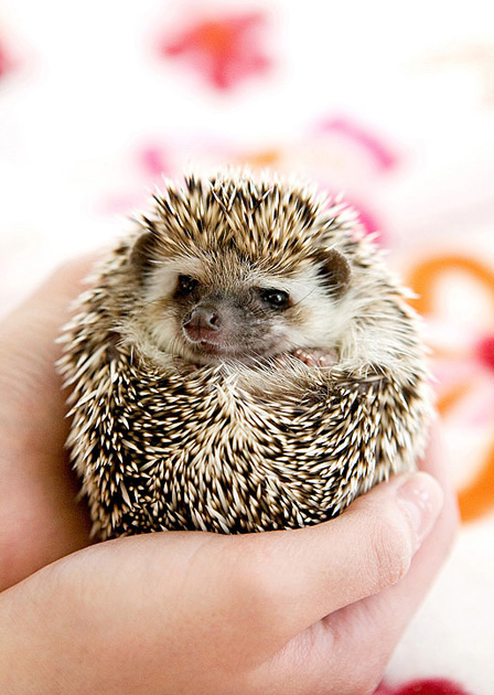 hedgehog