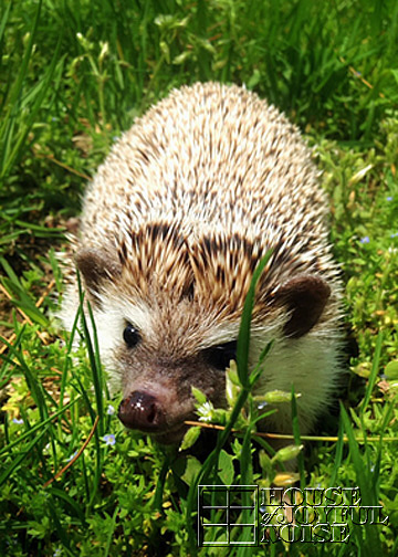 hedgehog in grass