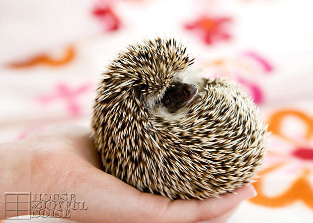 hedgehog