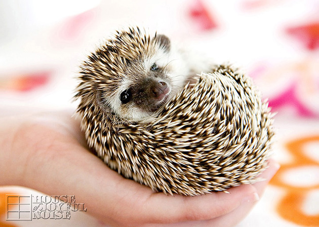 hedgehog