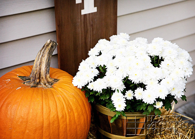 close up of white mums and orange pumpkin