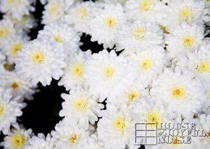 close up of fresh white mums