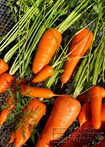 washed carrots